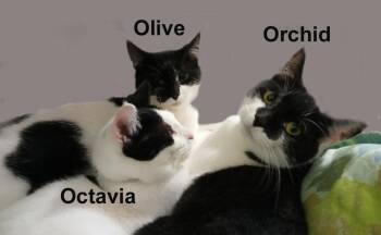Domestic Short Hair Cats Available for Adoption in Stowe, Pennsylvania - Orchid, Olive, & Octavia Dri.  (sweet Sisters) | PetCurious
