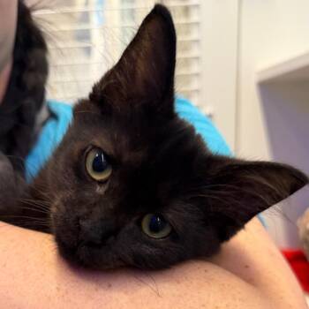 Jolene -  American Shorthair Cat for Adoption in Wantagh, New York - Jolene | PetCurious