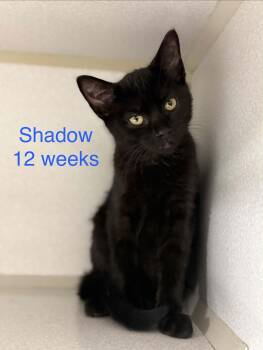 Domestic Short Hair Cats Available for Adoption in Fayetteville, West Virginia - Shadow | PetCurious