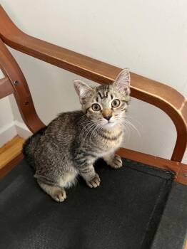 Veronica (and Chip) -  Domestic Short Hair Cat for Adoption in New York, New York - Veronica (and Chip) | PetCurious
