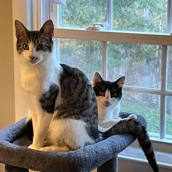 Domestic Short Hair Cats Available for Adoption in Mayfield, New York - Bentley And Bashful | PetCurious