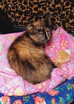 Rescue Domestic Short Hair Cats for Adoption in Bethpage, New York - Lunabelle | PetCurious