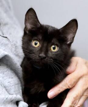 Duncan (AO37869) -  Domestic Short Hair Cat for Adoption in Kansas City, Kansas - Duncan (AO37869) | PetCurious