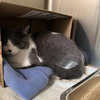 Domestic Short Hair Cats Available for Adoption - J.J. | PetCurious