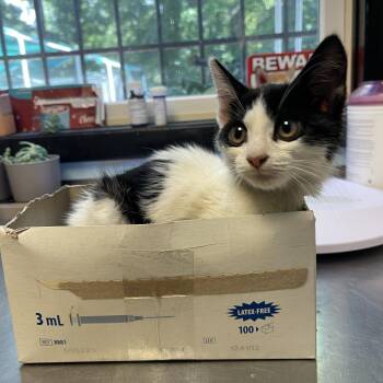 Auguste -  Domestic Short Hair Cat for Adoption in Walden, New York - Auguste | PetCurious