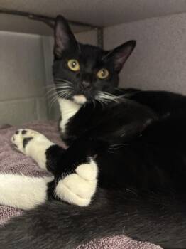 *Sterling* -  Domestic Short Hair Cat for Adoption in Salt Lake City, Utah - *Sterling* | PetCurious