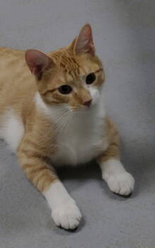 Rescue Domestic Short Hair Cats for Adoption in Ellijay, Georgia - Ronald/Bodhi | PetCurious