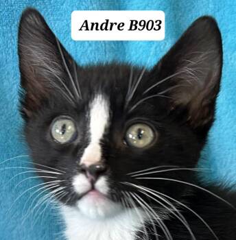 Domestic Short Hair Cats Available for Adoption in Morganton, North Carolina - Andre | PetCurious
