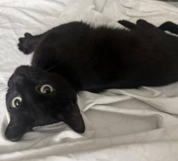 Katarina Kat -  Domestic Short Hair Cat for Adoption in Chandler, Arizona - Katarina Kat | PetCurious