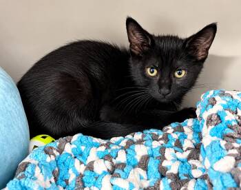 Gold -  Domestic Short Hair Cat for Adoption in Moundsville, West Virginia - Gold | PetCurious