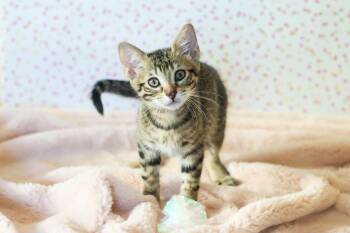 Wiggles Cuddlestoo -  Tabby and Domestic Short Hair Cat for Adoption in Chandler, Arizona - Wiggles Cuddlestoo | PetCurious