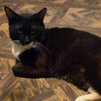 Tom -  Domestic Short Hair Cat for Adoption in Tulsa, Oklahoma - Tom | PetCurious