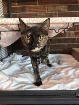 Domestic Short Hair Cats Available for Adoption in Statesboro, Georgia - Cheddar Bay Biscuit | PetCurious