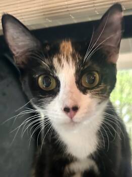 Calico Cats Available for Adoption in Woodinville, Washington - Piglet | PetCurious