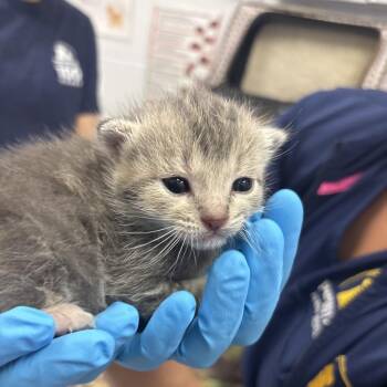 Uno -  Domestic Short Hair Cat for Adoption in West Palm Beach, Florida - Uno | PetCurious