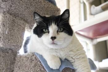 Domestic Short Hair Cats Available for Adoption in Boise, Idaho - Georgie Boy | PetCurious