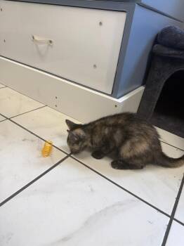 Opal -  Domestic Short Hair Cat Available for Adoption in Breinigsville, Pennsylvania - Opal | PetCurious