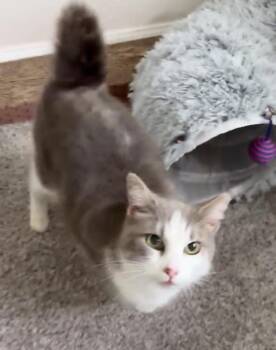 Nova -  Domestic Short Hair Cat for Adoption in Panama City, Florida - Nova | PetCurious