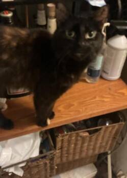 Paulina -  Domestic Medium Hair and Domestic Short Hair Cat for Adoption in Atlanta, Georgia - Paulina | PetCurious