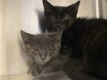 Rescue Domestic Short Hair Cats for Adoption in Tustin, California - WAVES | PetCurious