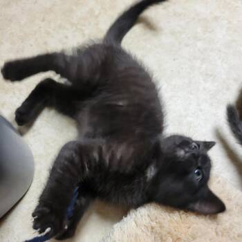0626-40 Lilo -  Domestic Short Hair Cat for Adoption in Abingdon, Maryland - 0626-40 Lilo | PetCurious