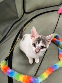 Meg -  Domestic Short Hair Cat for Adoption in Sunrise, Florida - Meg | PetCurious