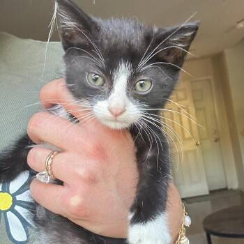 Corncob -  Domestic Short Hair Cat for Adoption in Denver, Colorado - Corncob | PetCurious