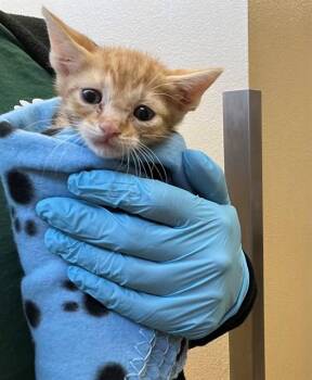 ALAMO -  Domestic Short Hair Cat Available for Adoption in Thousand Palms, California - ALAMO | PetCurious