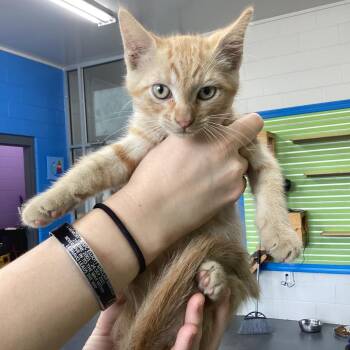 Fieri -  Domestic Short Hair Cat for Adoption in Montgomery, Alabama - Fieri | PetCurious