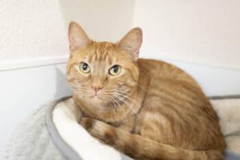 Domestic Short Hair Cats Available for Adoption in Boise, Idaho - Pumpkin | PetCurious