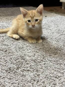 Peter Br -  Tabby Cat for Adoption in West Peoria, Illinois - Peter Br | PetCurious