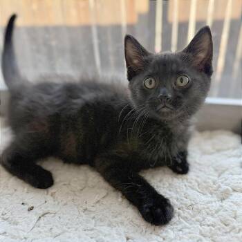 A1046958 Sirius -  Domestic Short Hair Cat for Adoption in Pleasant Hill, California - A1046958 Sirius | PetCurious