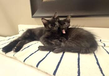 Salem Lara -  Domestic Medium Hair Cat for Adoption in Chandler, Arizona - Salem Lara | PetCurious