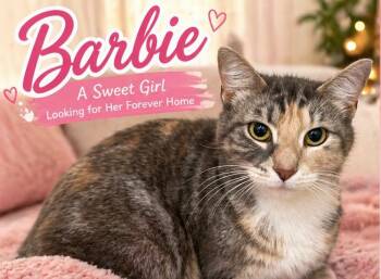 Domestic Short Hair Cats Available for Adoption in Dalton, Georgia - Barbie | PetCurious