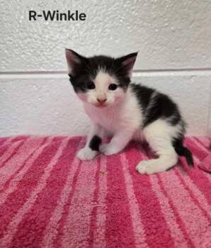 Domestic Short Hair Cats Available for Adoption in Spruce Pine, North Carolina - R-winkle | PetCurious