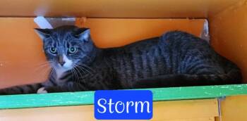 Rescue Domestic Short Hair Cats for Adoption in Jim Thorpe, Pennsylvania - Storm | PetCurious