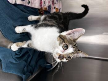 Rescue Domestic Short Hair and Tiger Cats for Adoption in Greensboro, North Carolina - Monkey | PetCurious
