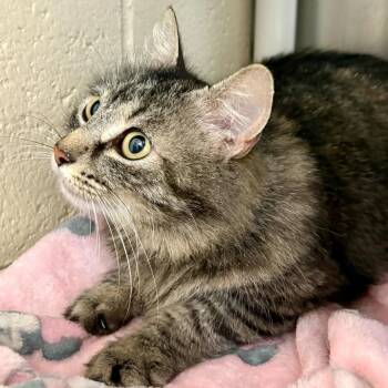 Domestic Long Hair Cats Available for Adoption in Riverside, California - Emery | PetCurious