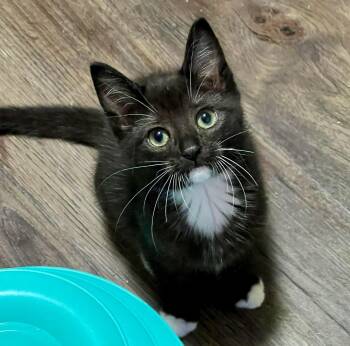 Teri -  Tuxedo and Domestic Short Hair Cat for Adoption in Vaughan, Ontario - Teri | PetCurious