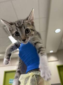 MULBERRY -  Domestic Short Hair Cat for Adoption in Las Vegas, Nevada - MULBERRY | PetCurious