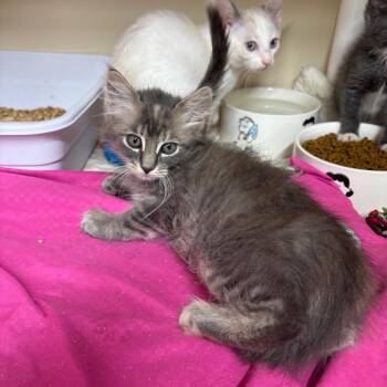 Bumble -  Domestic Long Hair Cat for Adoption in Hinesville, Georgia - Bumble | PetCurious