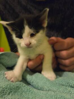 Church -  Domestic Short Hair Cat for Adoption in Cloquet, Minnesota - Church | PetCurious
