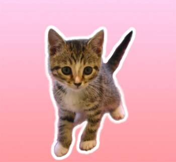 VAIL -  Domestic Short Hair Cat for Adoption in Sarasota, Florida - VAIL | PetCurious