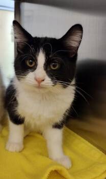 Rescue Domestic Short Hair Cats for Adoption in Pocatello, Idaho - Scotty 45531 | PetCurious