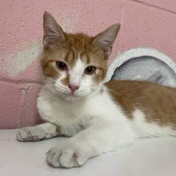 Cutie -  Domestic Short Hair Cat for Adoption in Laredo, Texas - Cutie | PetCurious