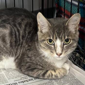 Domestic Short Hair Cats Available for Adoption - Michigan | PetCurious