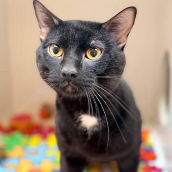 Oliver -  Domestic Short Hair Cat for Adoption in Champaign, Illinois - Oliver | PetCurious