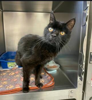 Rowdy -  Domestic Short Hair Cat Available for Adoption in Ontario, Ohio - Rowdy | PetCurious