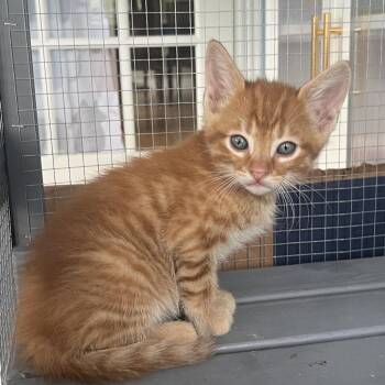 Moose -  Domestic Short Hair Cat for Adoption in Normal, Illinois - Moose | PetCurious
