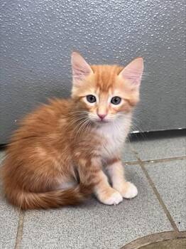 Pax -  Domestic Long Hair and Domestic Short Hair Cat for Adoption in Honolulu, Hawaii - Pax | PetCurious